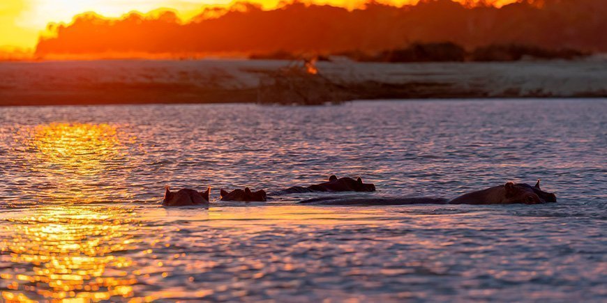 Nijlpaarden baden bij zonsondergang in de Rufiji rivier in het Nyerere National Park