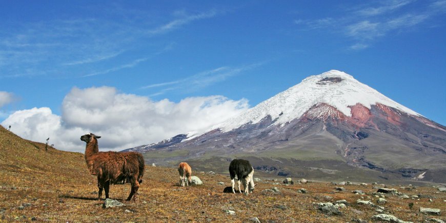 Alpaca's voor de vulkaan Cotopaxi in Ecuador