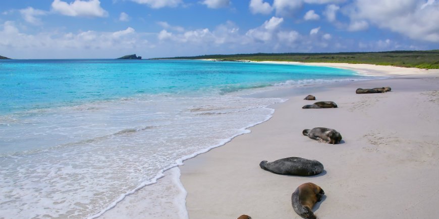 Zeeleeuwen op een strand in Galapagos