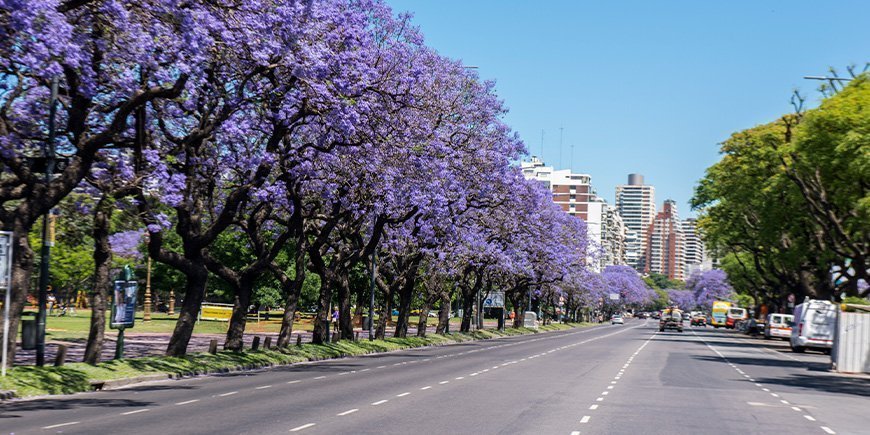 Jacarandabomen bloeien in Buenos Aires, Argentinië