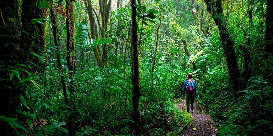 Meisje wandelt door het nevelwoud van Monteverde in Costa Rica