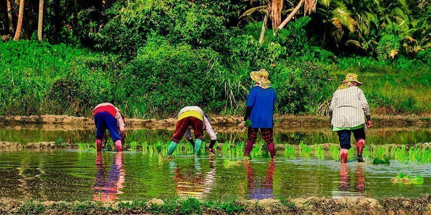 Lokale boeren op Koh Yao Yai