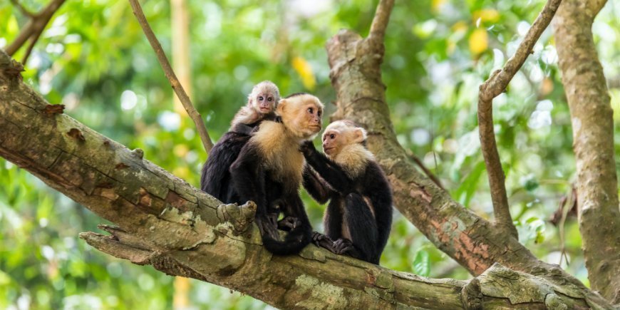 De witschouderkapucijnaap