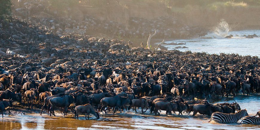 Massa's gnoes bijeen bij de Mara rivier in Kenia