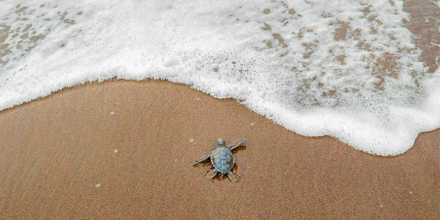 Groene zeeschildpad beweegt zich naar het water in het Nationaal Park Tortuguero in Costa Rica