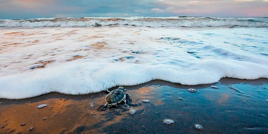 Groene zeeschildpad nadert de zee in het Nationaal Park Tortuguero in Costa Rica