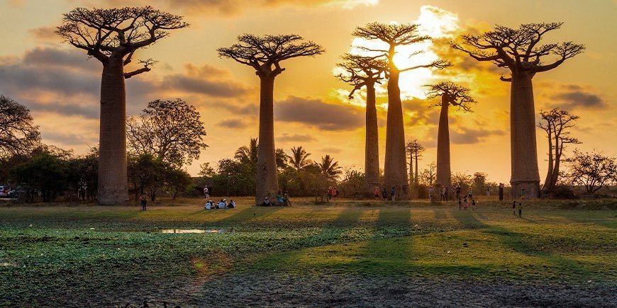 Zonsondergang over Avenue de Baobabs in Madagaskar