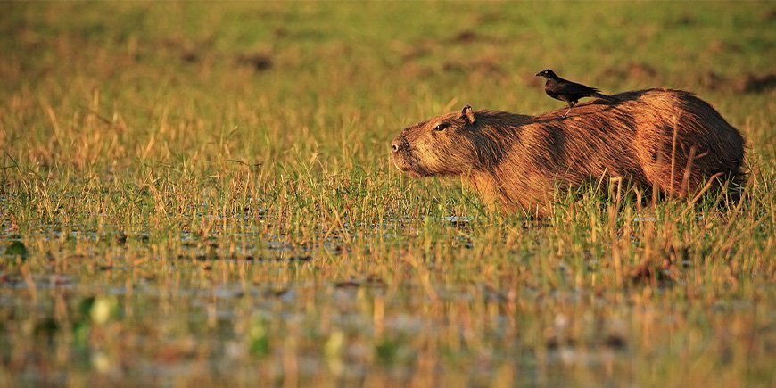 Capybara met vogel op zijn rug in de Pantanal in Brazilië