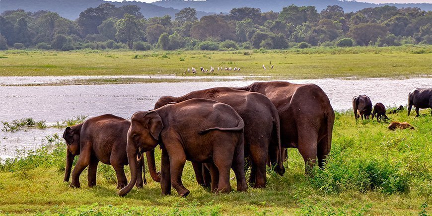 Een kudde olifanten bij een rivier in Udawalawe National Park in Sri Lanka