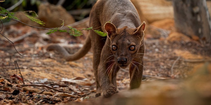 Fossa kijkt naar de camera in Madagaskar