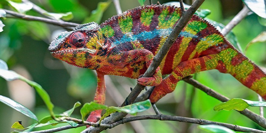 Kleurrijke panterkameleon in Madagaskar