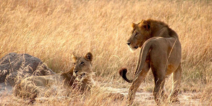 Leeuw en leeuwin in het gras in Queen Elisabeth National Park in Oeganda