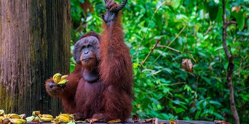 Mannelijke orang-oetan aan het eten in Sepilok Orangutan Rehabilitation Centre