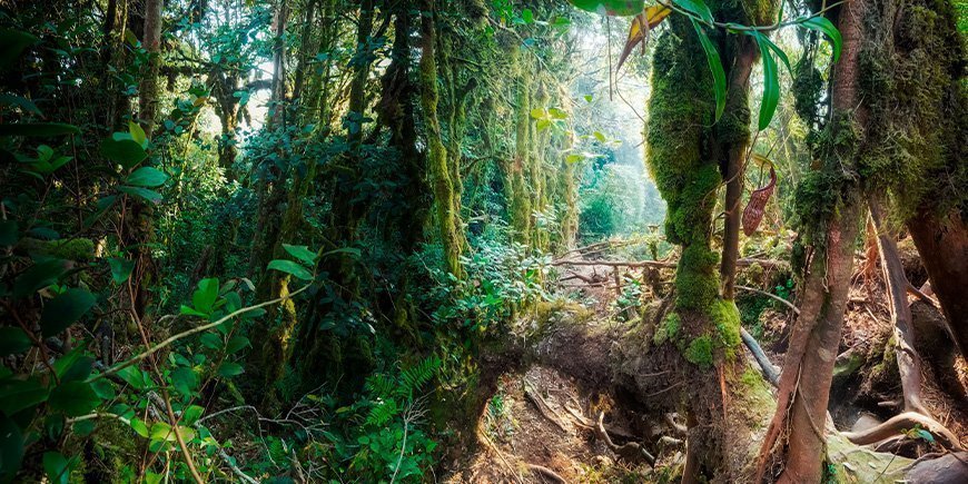 Mystiek in Mossy Forest