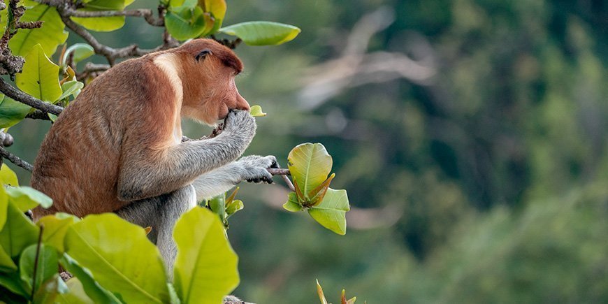 Neusaap in een boom in Bako National Park in Borneo, Maleisië