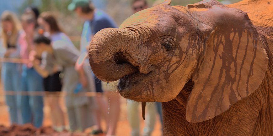 Babyolifantje in het David Sheldrick Elephant Orphanage
