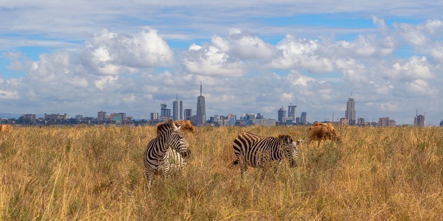 Zebra's staan in Nairobi National Park met uitzicht op de skyline van Nairoby