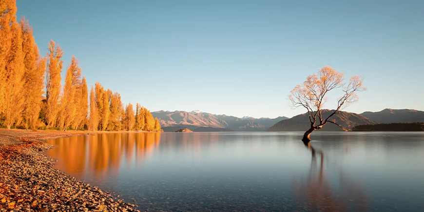 Herfstkleuren bij That Wanaka Tree bij Lake Wanaka in Nieuw-Zeeland
