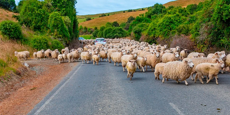 Veel schapen op een weg in Nieuw-Zeeland