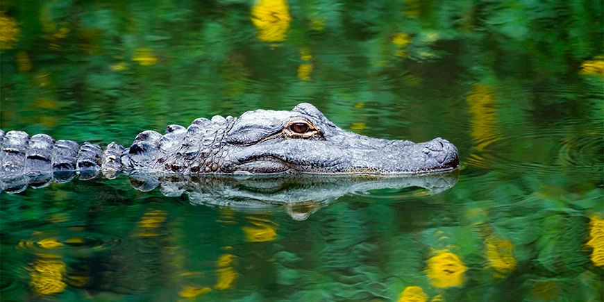 Alligator in het moeras van Everglades National Park