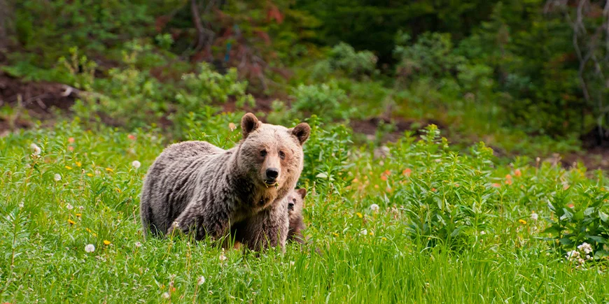 Beer met jongen in Banff National Park