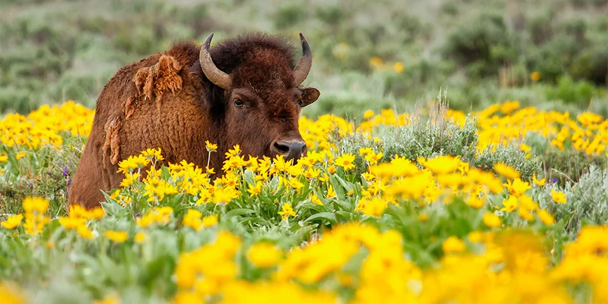 Bizon omringd door bloemen in Yellowstone