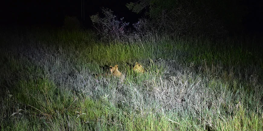 Twee leeuwen verscholen in het donker