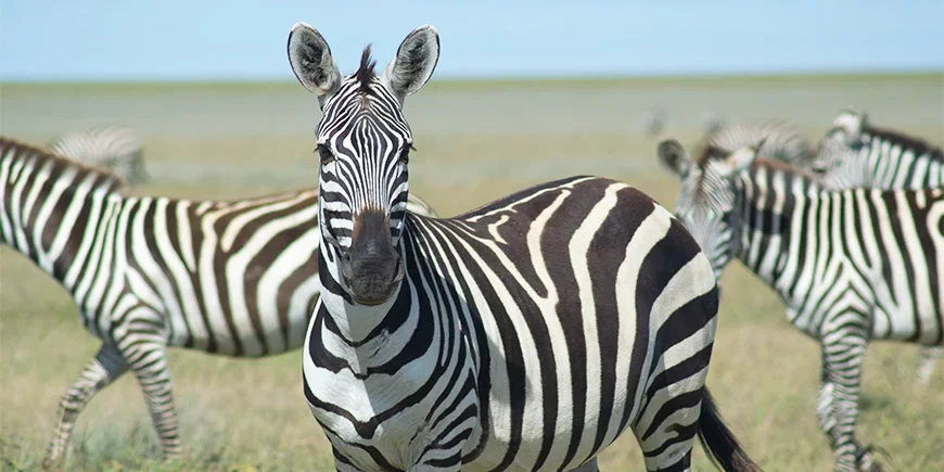 Zebra kijkt recht in de camera