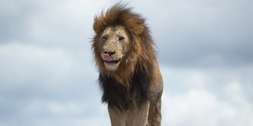 Leeuw die zijn bek likt