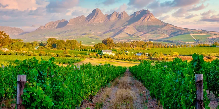 Prachtige wijngaard in Stellenbosch, Zuid-Afrika