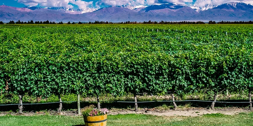Wijngaarden in Mendoza met uitzicht op de Andes