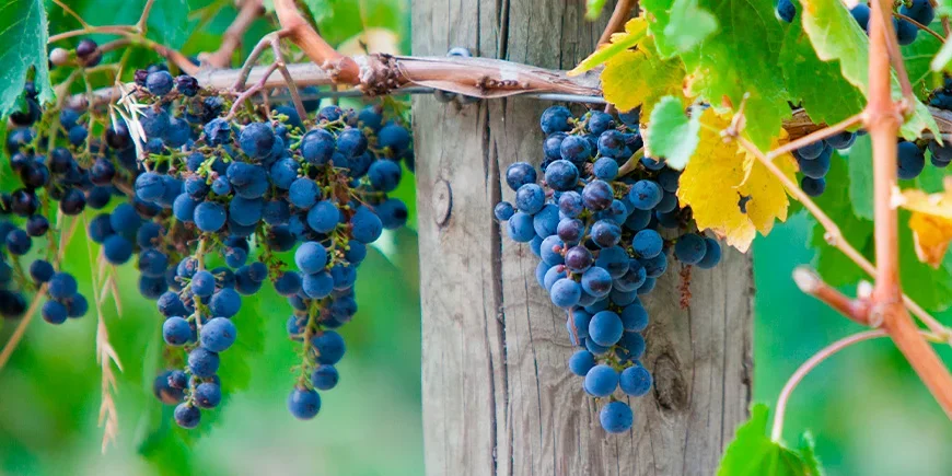 Wijngaarden in Yarra Valley in Australië