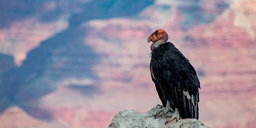 Californische condor in Grand Canyon