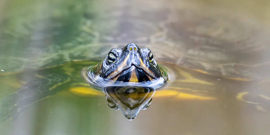 Florida-schildpad in het water in Florida