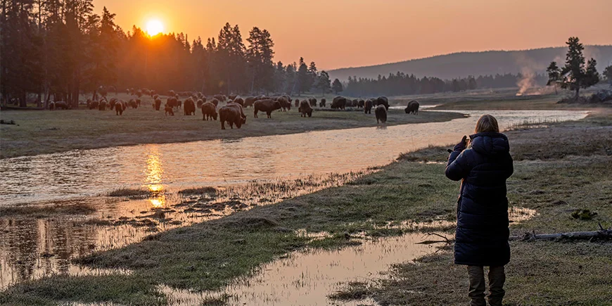 Vrouw neemt foto van bizons in Yellowstone National Park