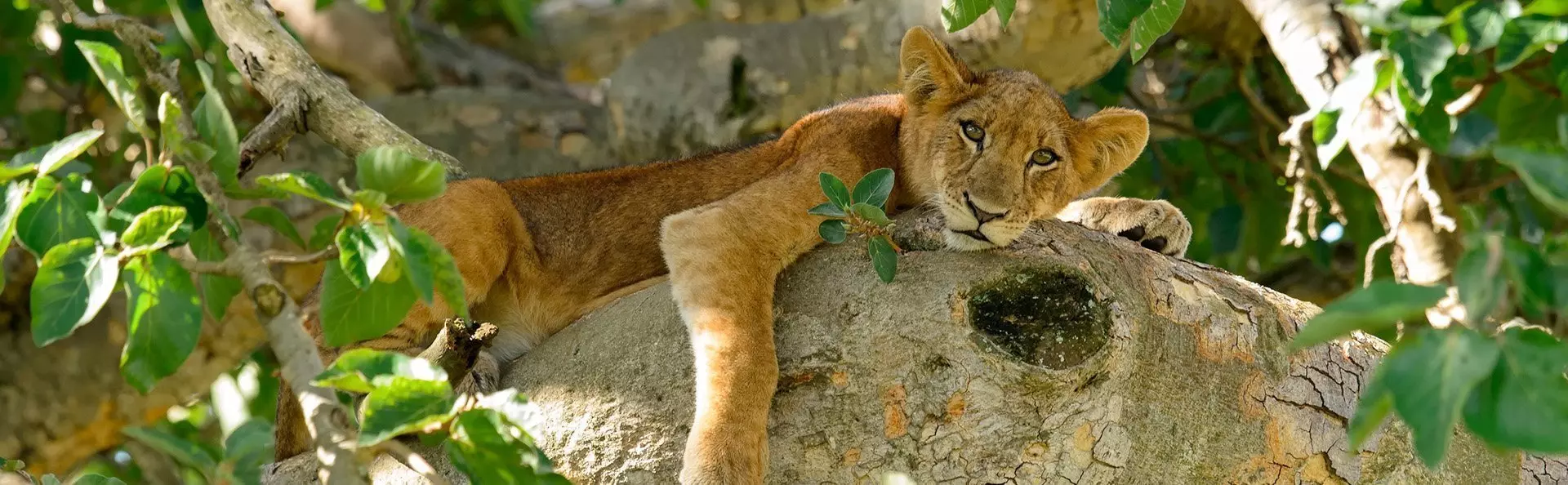 Leeuwenwelp in een boom in Oeganda