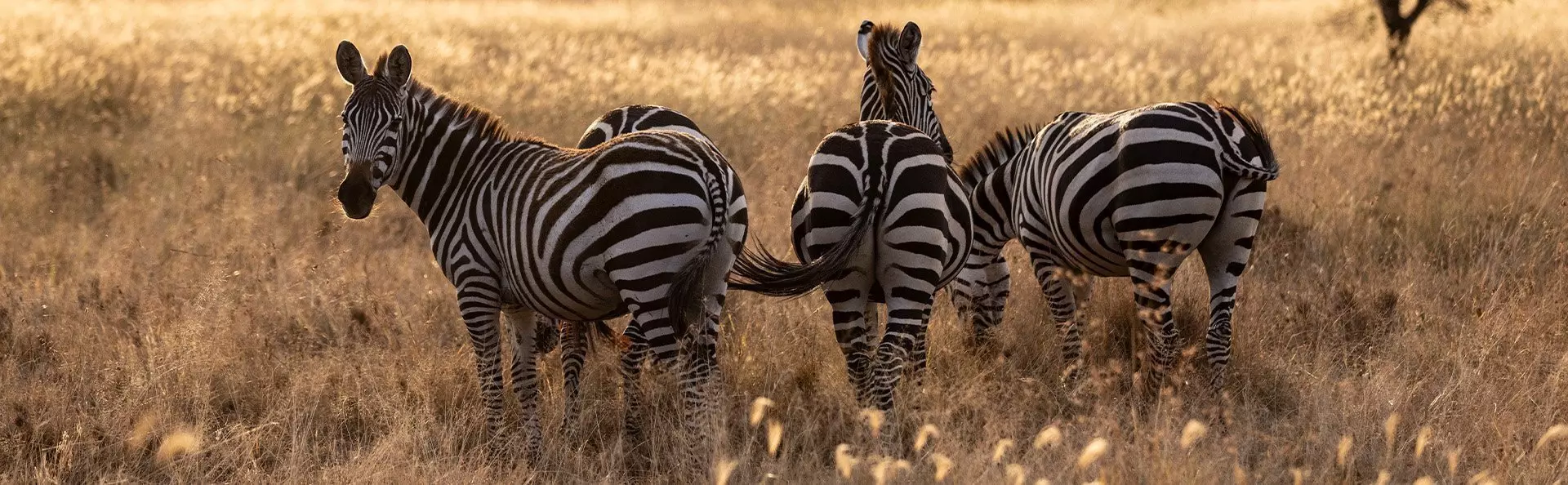 Zebra's op de Serengeti-savanne