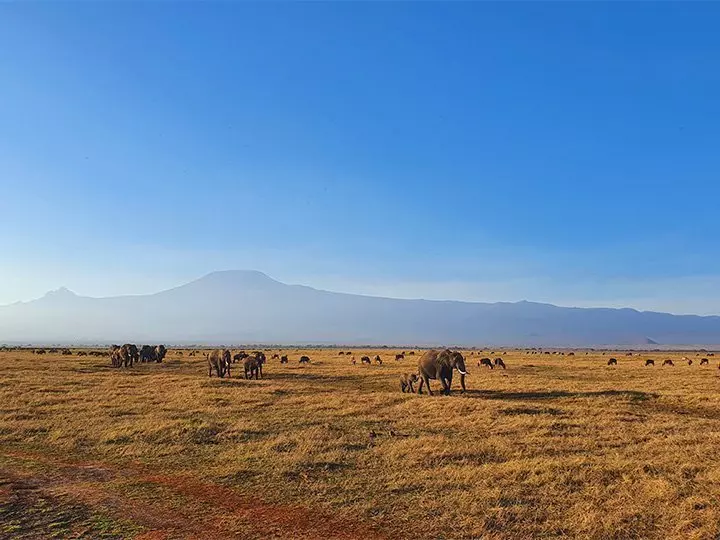 Olifanten op een rij in Amboseli met de Kilimanjaro op de achtergrond