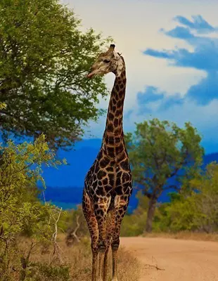Een giraffe eet van een boom in het Krugerpark
