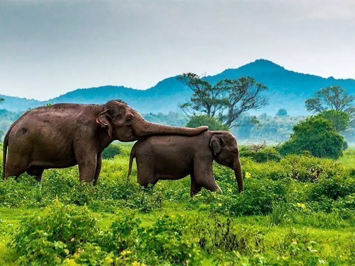 Twee olifanten lopen in het groene landschap van Minneriya in Sri Lanka