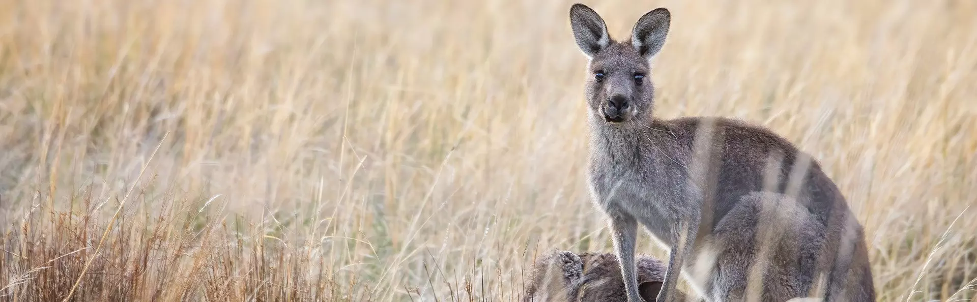 Kangoeroe in het gras in Australië