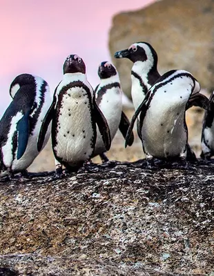Pinguïns bij ved Boulders Beach in Kaapstad