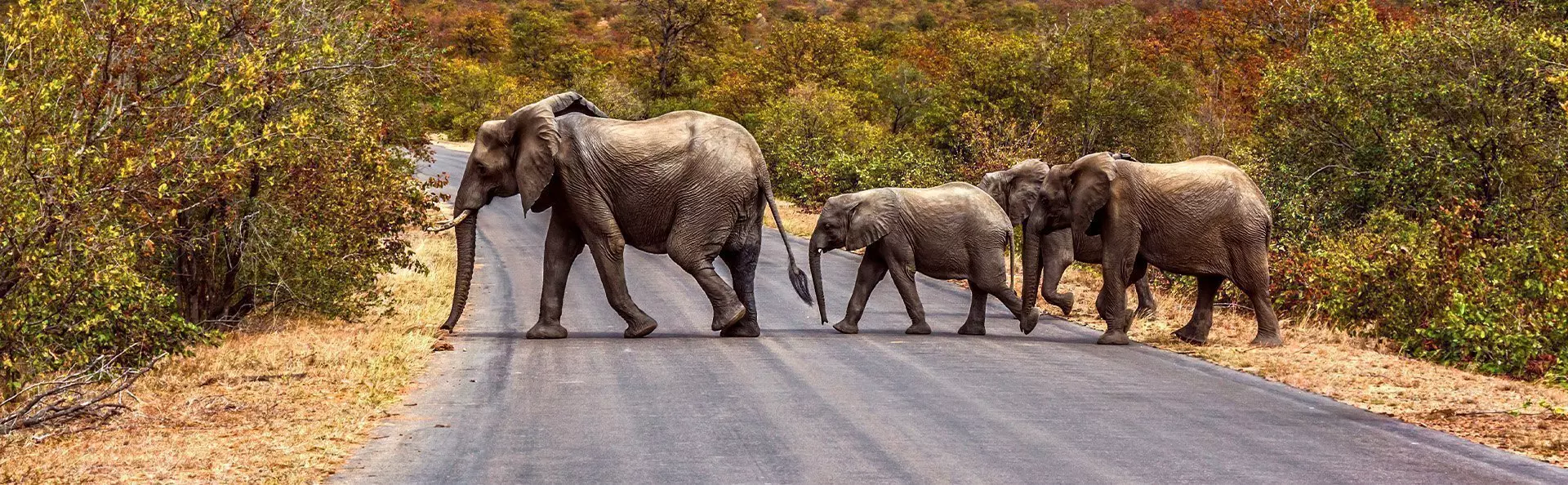 Olifantenfamilie steekt de weg over in het Krugerpark