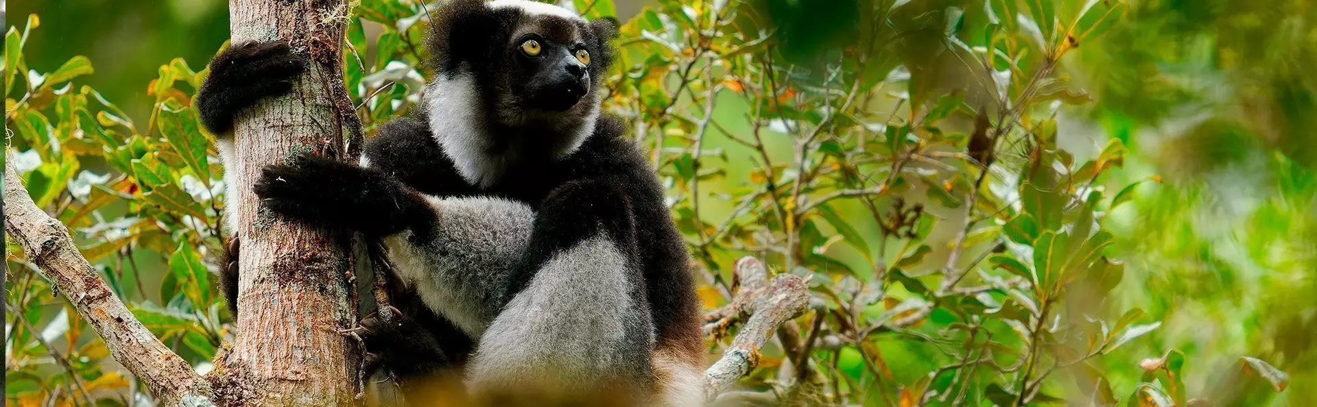 Indri lemuur in Nationaal Park Andasibe-Mantadia in Madagaskar