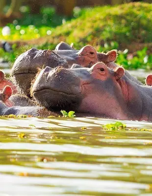 Twee nijlpaarden in een meer