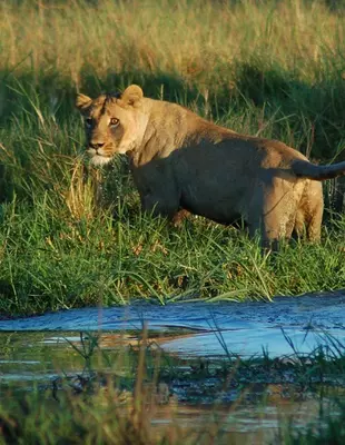 Een leeuwin steekt een rivier over in nationaal park Chobe