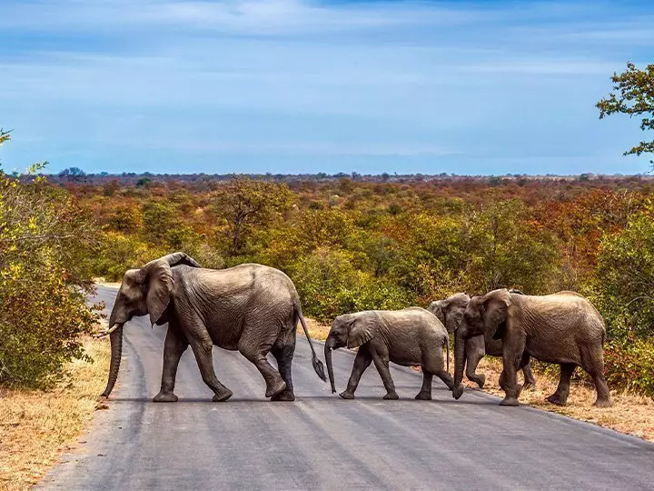 Olifantenfamilie steekt de weg over in het Krugerpark