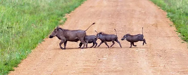Familie wilde zwijnen steekt de weg over in Masai Mara