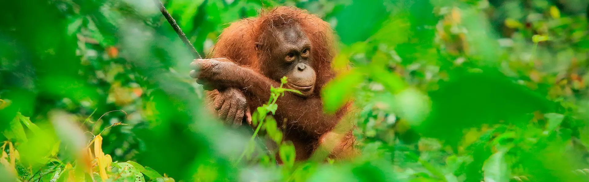 Orang-oetan zichtbaar door het struikgewas in het Sepilok Orang-oetan Rehabilitatiecentrum op Borneo, Maleisië