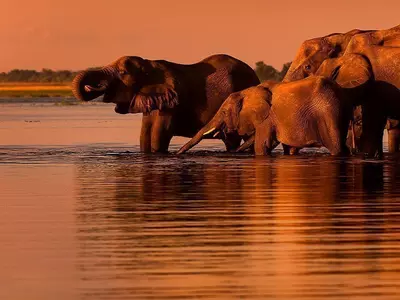 Olifanten bij zonsondergang bij de Chobe-rivier in Botswana